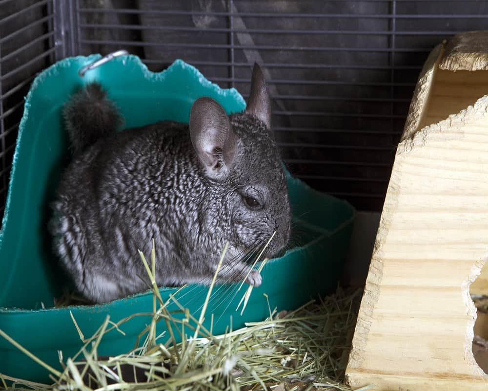 chinchilla eating hay
