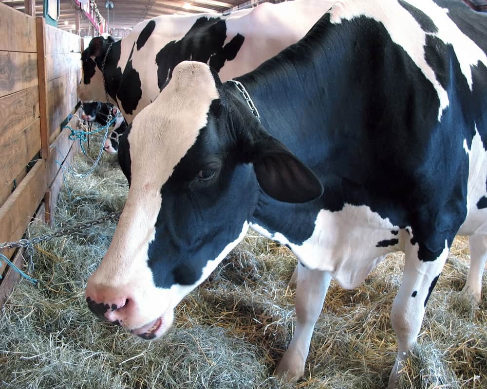 cows eating hay