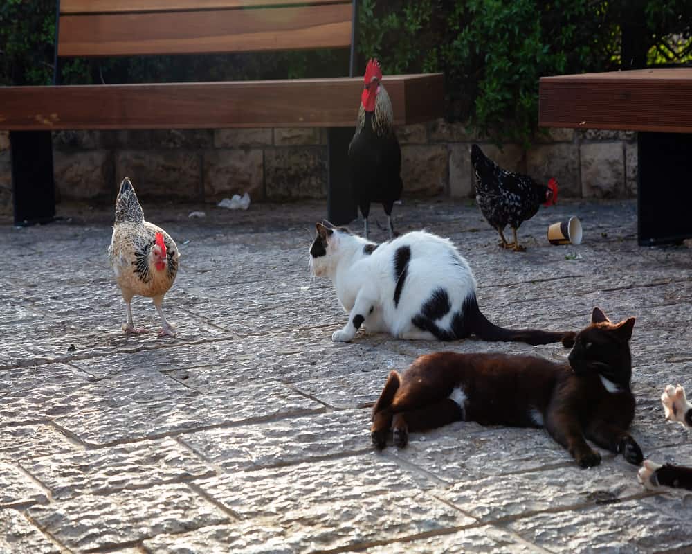 do cats eat chickens