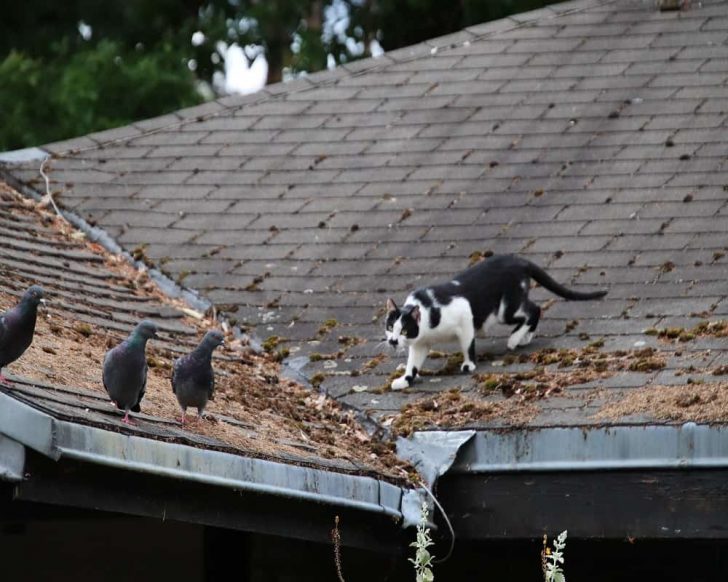Here's Why Cats Eat Pigeons. (Answered) Animal Quarters