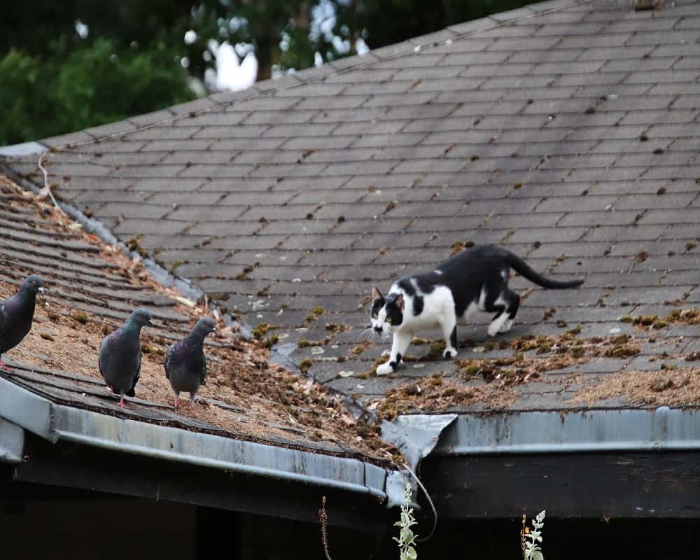 do cats eat pigeons 18 07 2021