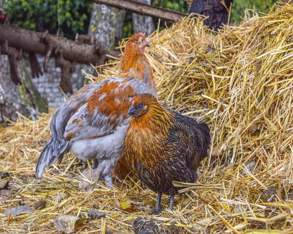 do chickens eat hay