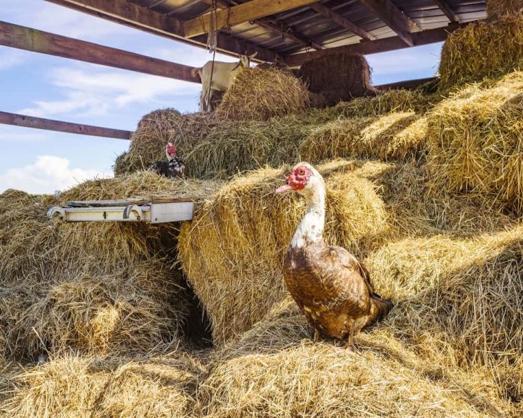 What Animals Eat Hay? 13 Examples with Pictures! Animal Quarters