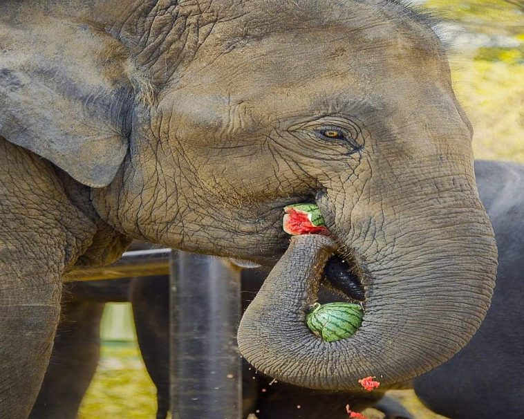 Do Elephants Eat Watermelon? Explained! Animal Quarters