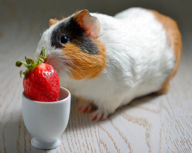 Animals That Eat Strawberries in Your Garden! (13 Examples) Animal