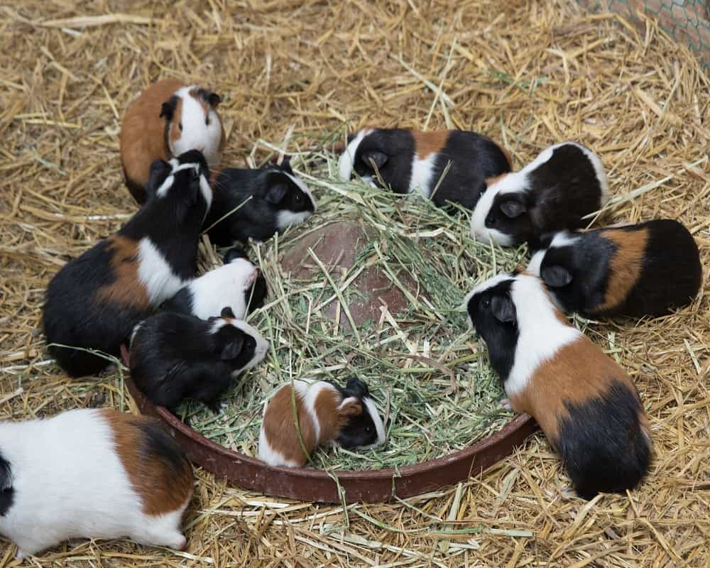 guinea pigs eating hay