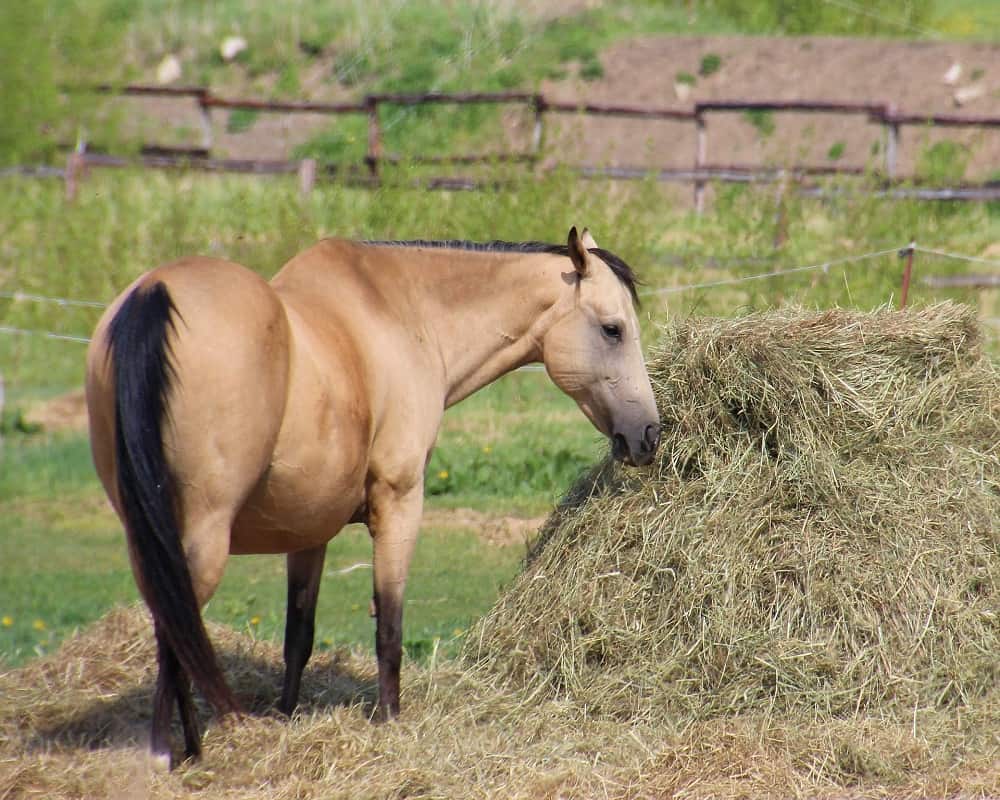 horse eating hay