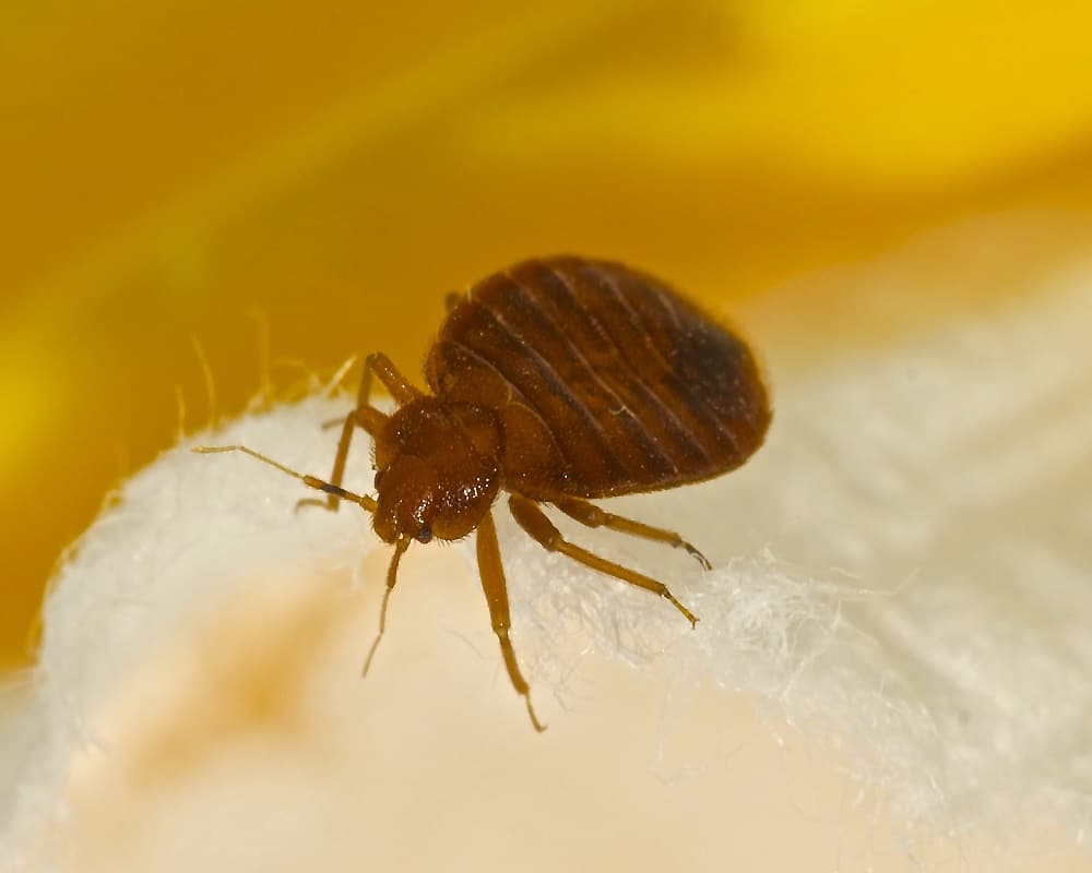 insects that are poisonous to cats-bed-bugs