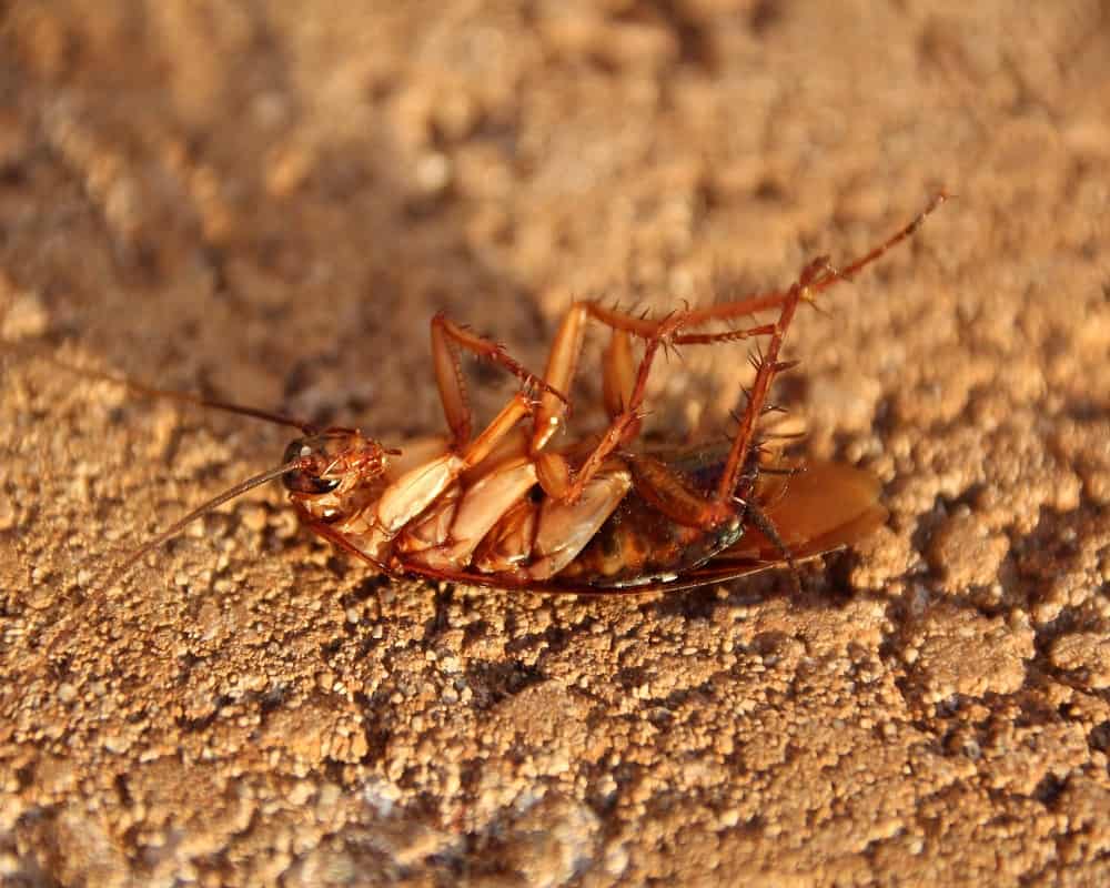 insects that are poisonous to cats-cockroach