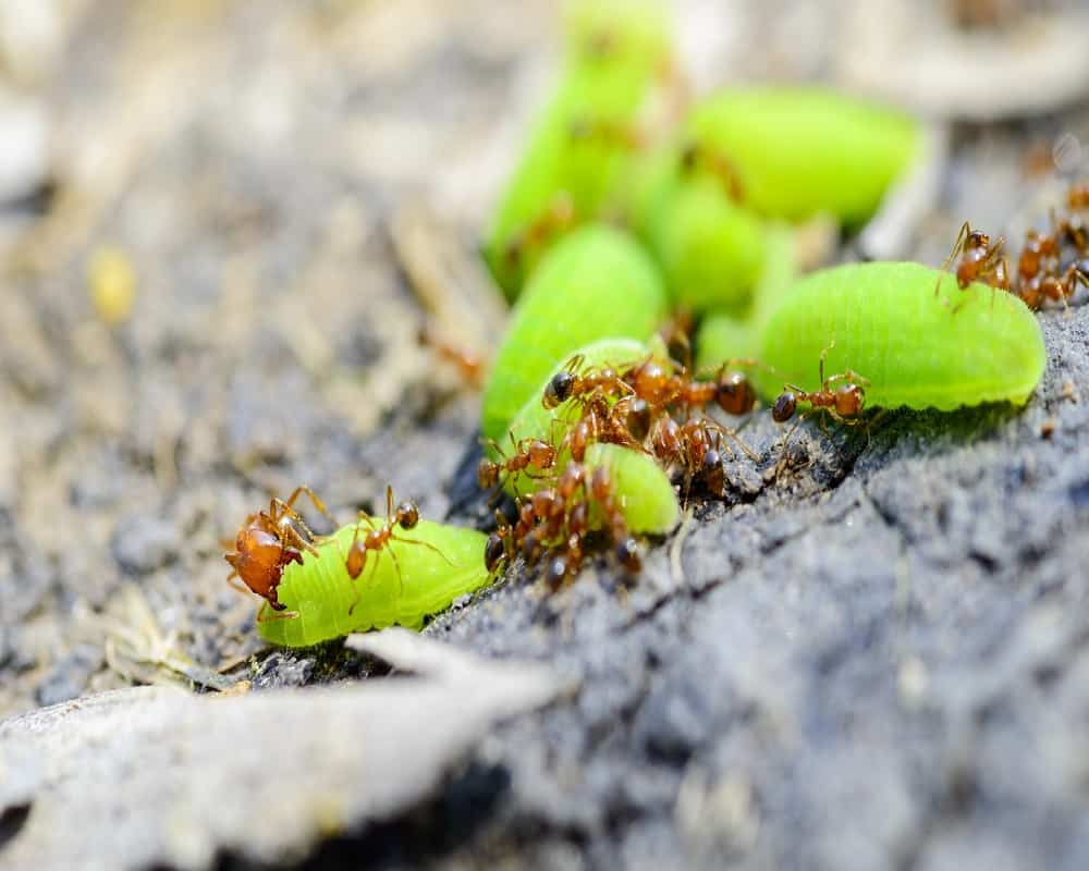 insects that are poisonous to cats-fire-ants
