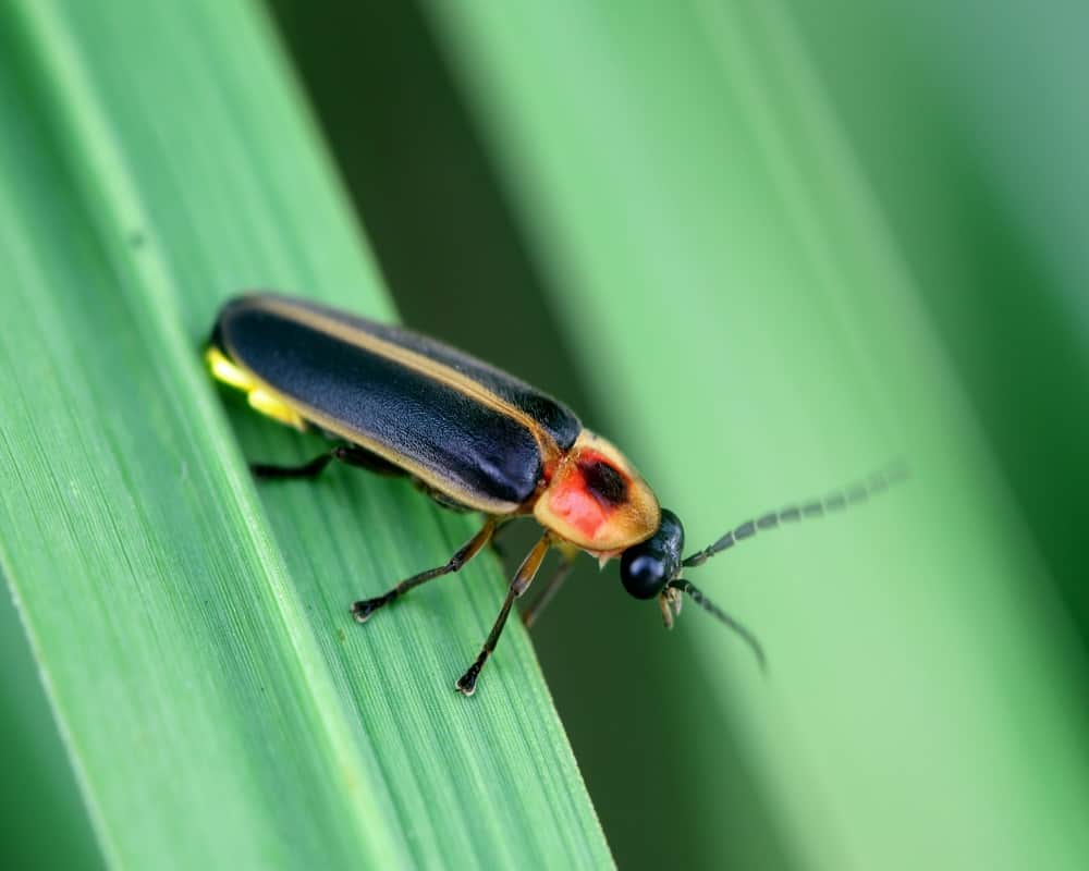 insects that are poisonous to cats-firefly