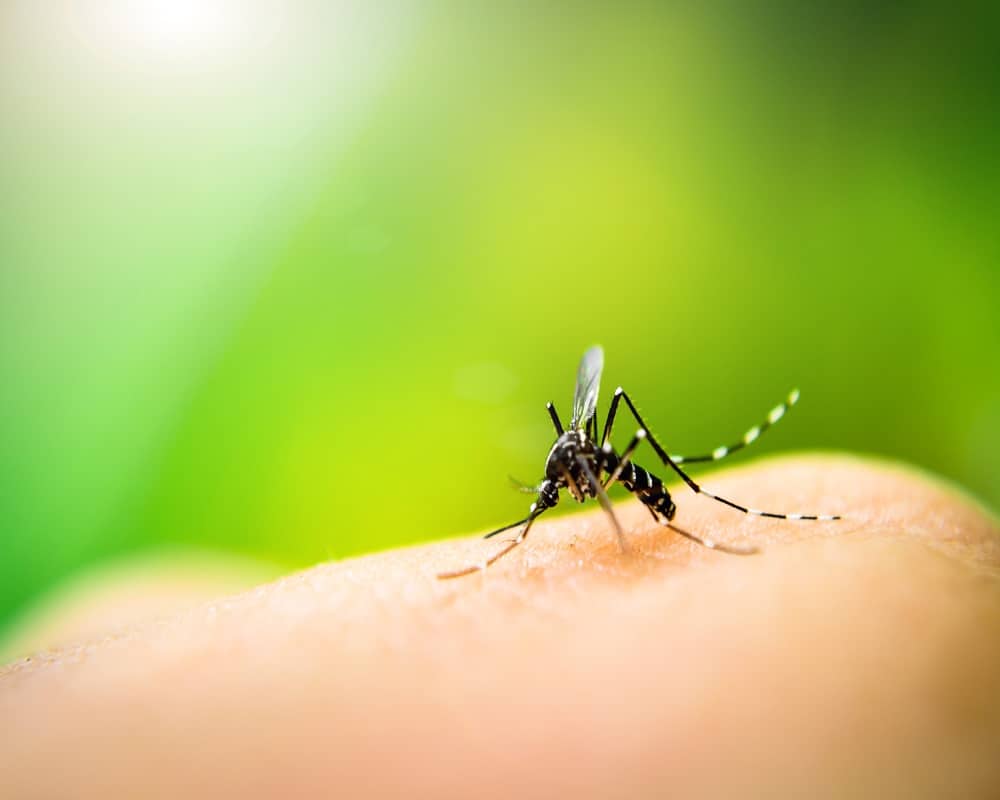 insects that are poisonous to cats-mosquito