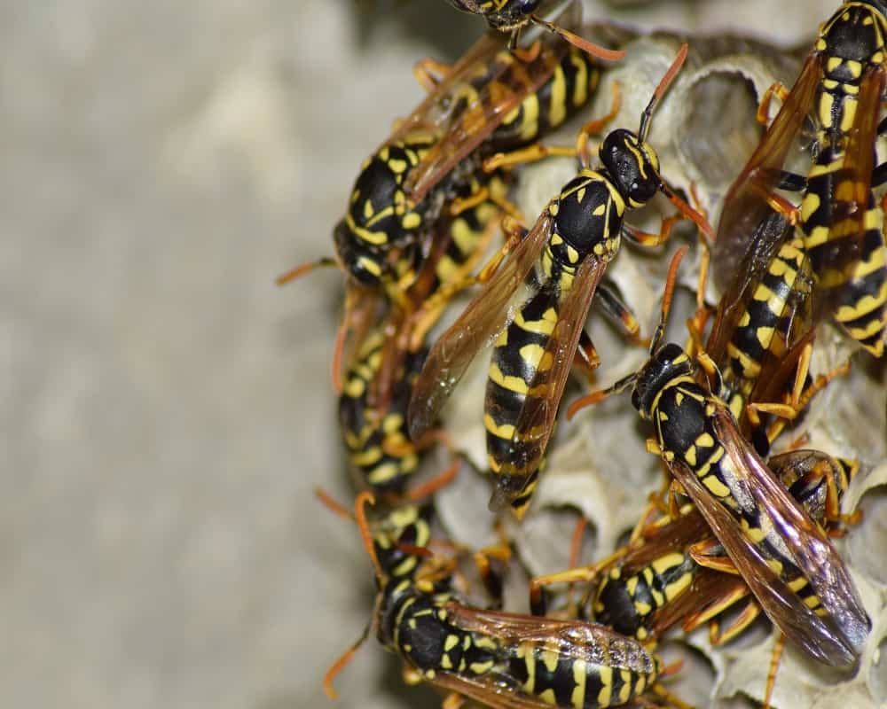insects that are poisonous to cats-wasps
