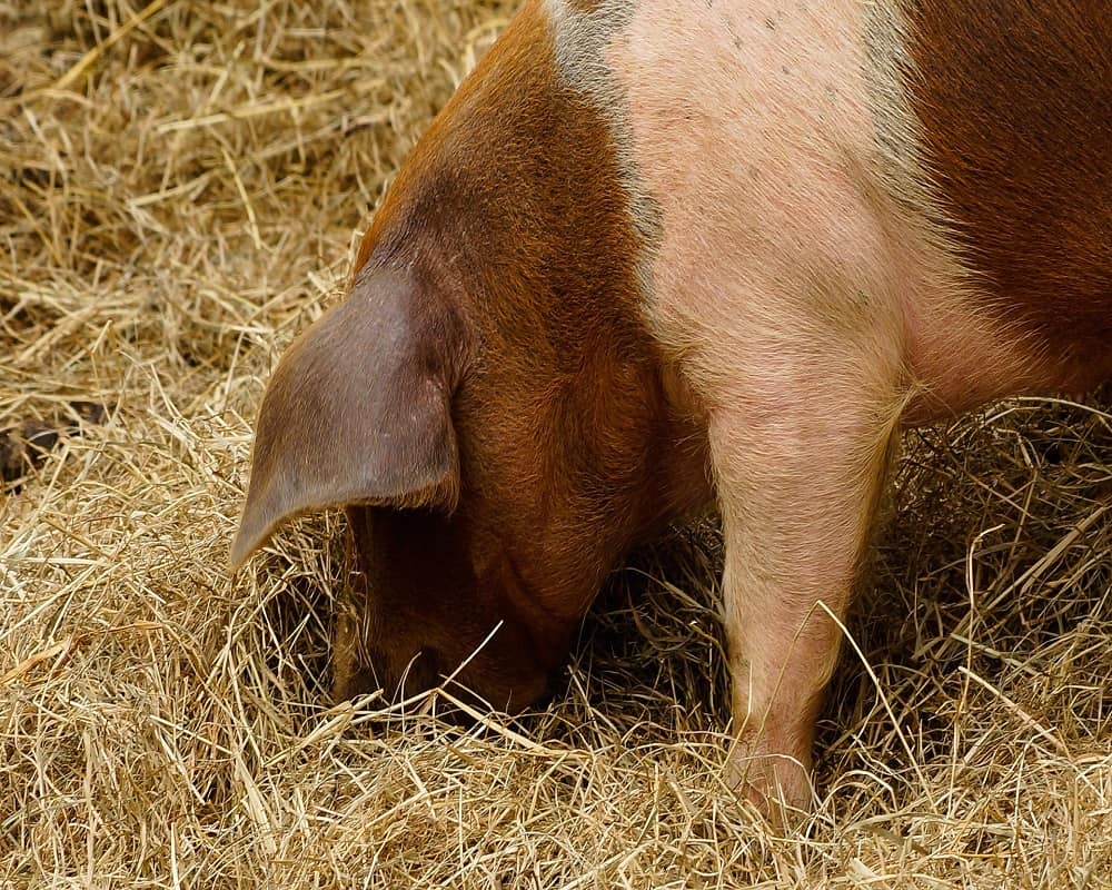 pig eating hay