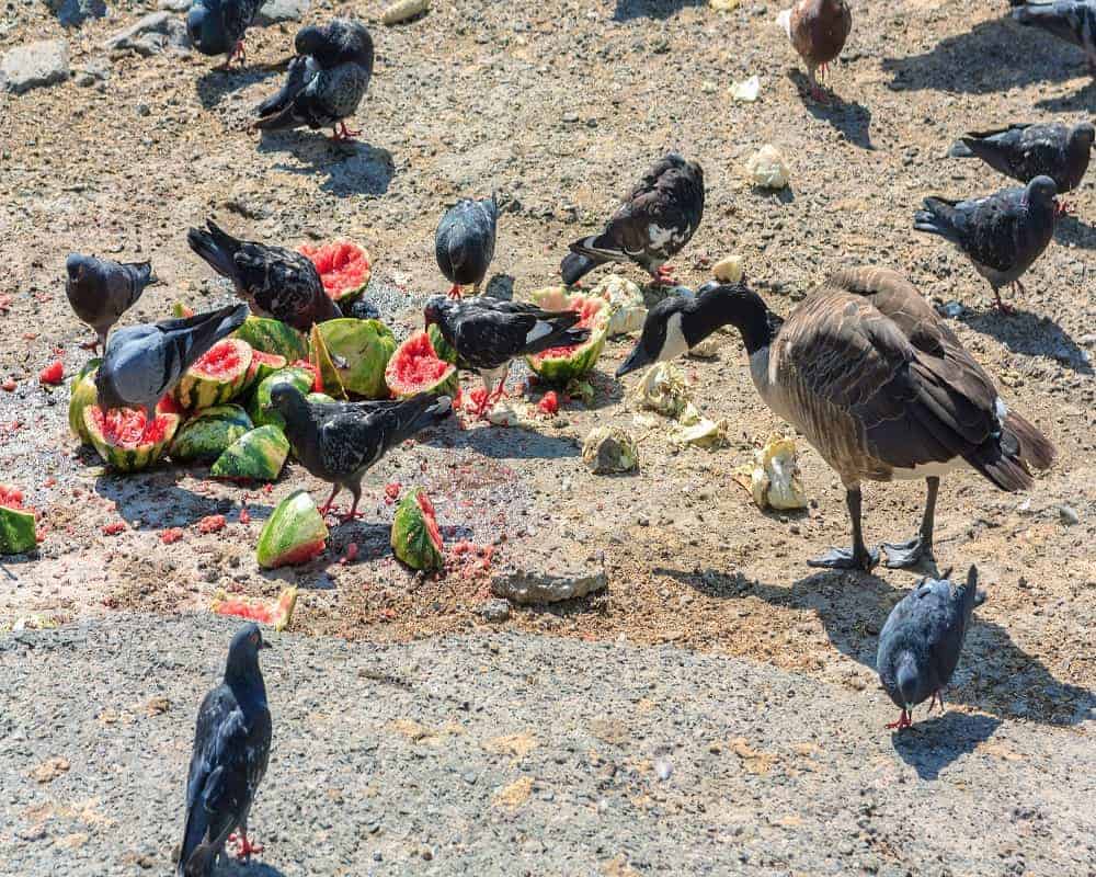 pigeons eating watermelon 25 07 2021_1