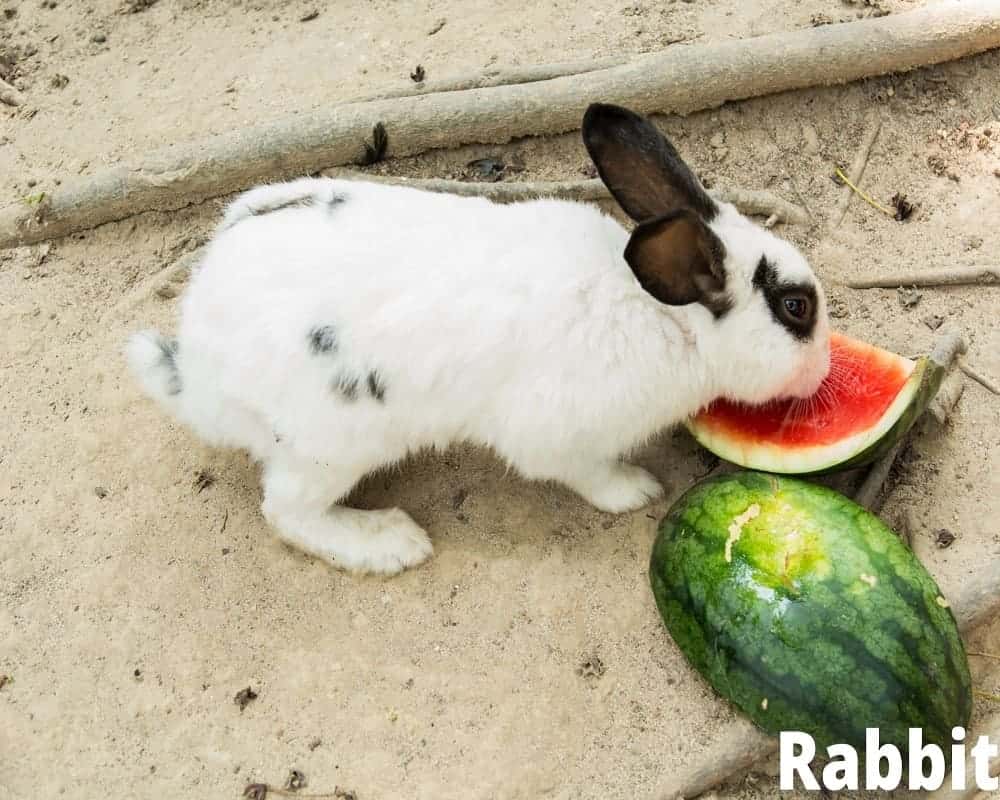 rabbit eating watermelon 25 07 2021_1