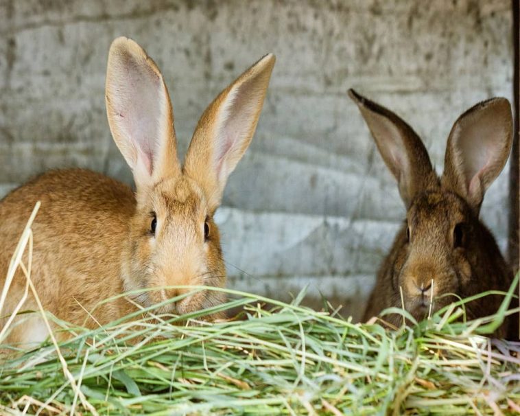 What Animals Eat Hay? 13 Examples with Pictures! Animal Quarters