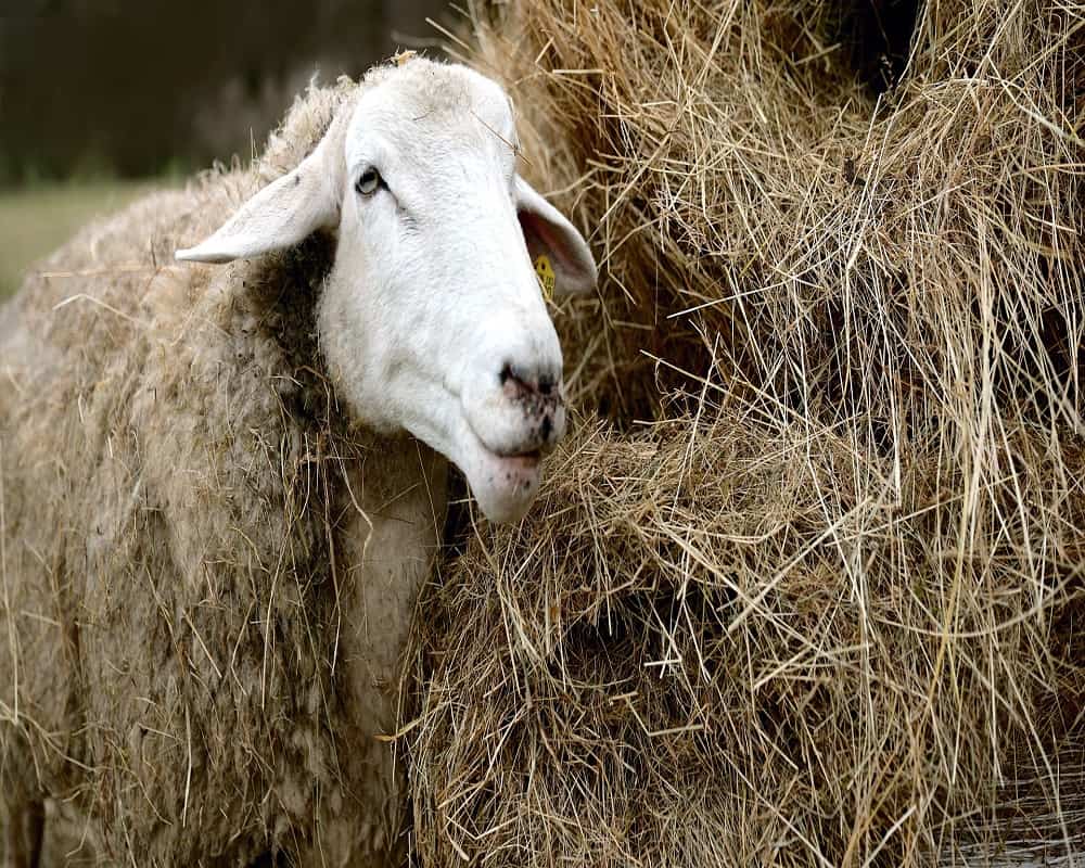 sheep eating hay