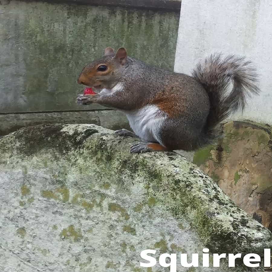 squirrel eating strawberry 31 07 2021