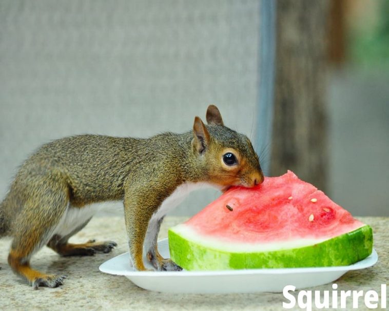 What Animals Eat Watermelon (17 Examples with Videos & Pictures