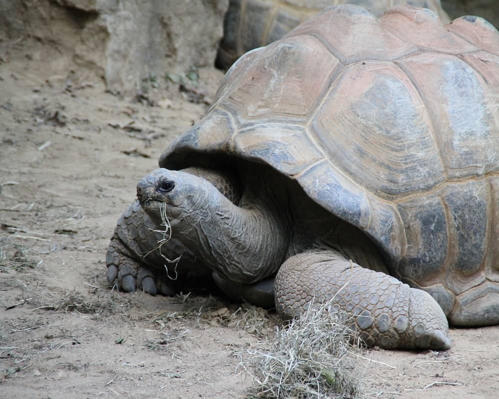 turtle eating hay
