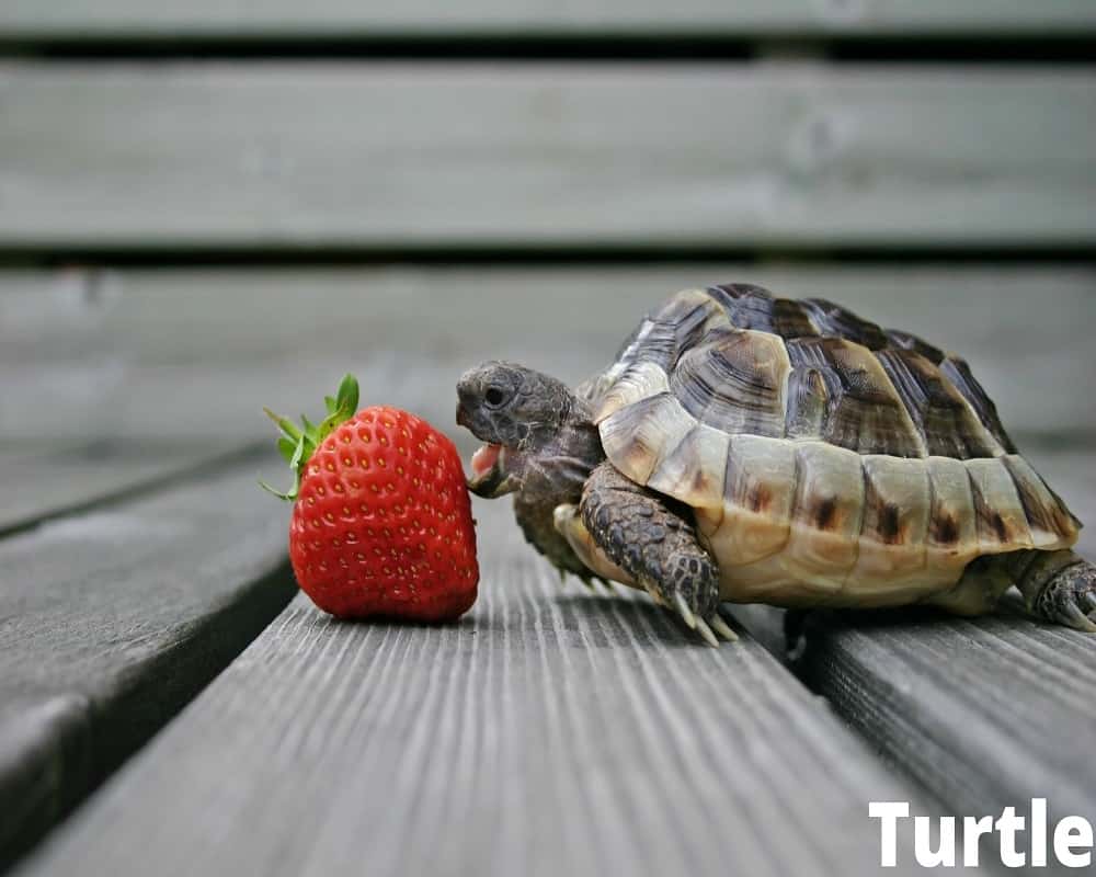 turtle eating strawberry 31 07 2021