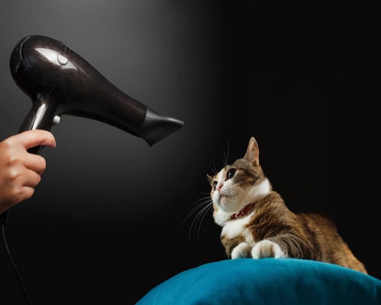 Cats Hate Blow Dryers. Here's Why Animal Quarters