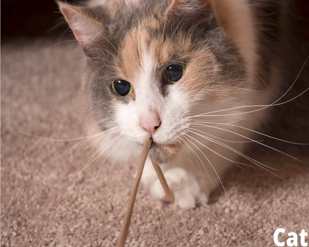 Cat playing with hair tie 01 08 2021