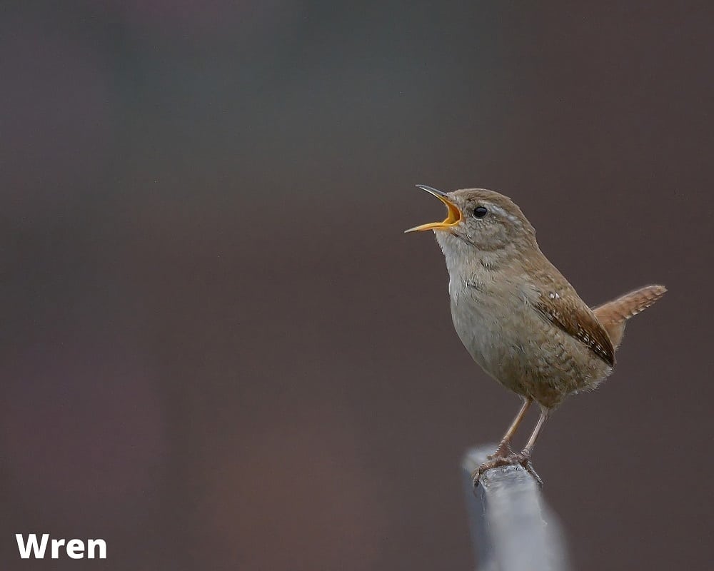 Wren 11 08 2021
