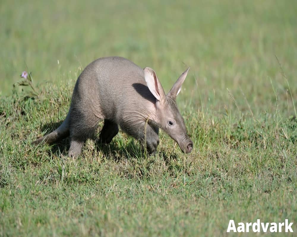 aardvark 11 08 2021