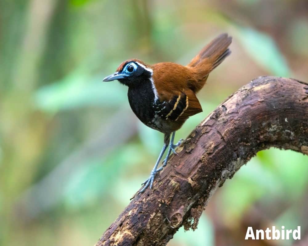antbird 11 08 2021
