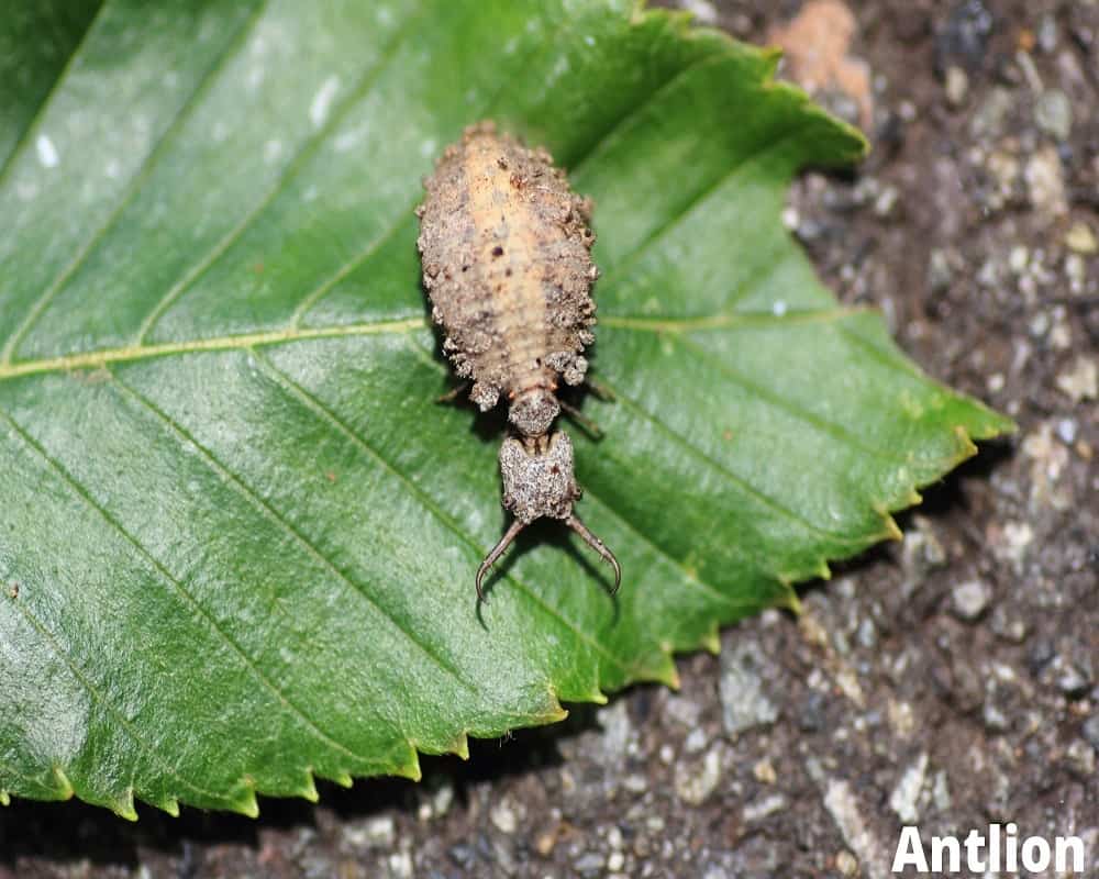 antlion 11 08 2021