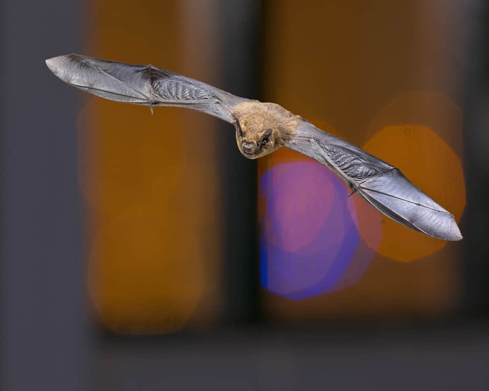 bat gliding 10 08 2021