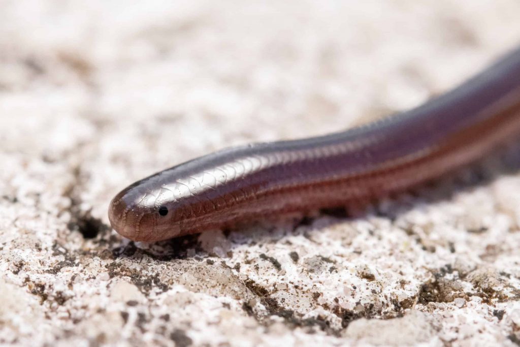 blind snake 11 08 2021