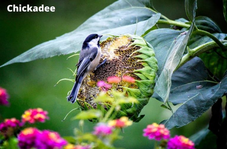 What Animals Eat Sunflower Seeds? (8 Examples + Pictures) Animal Quarters