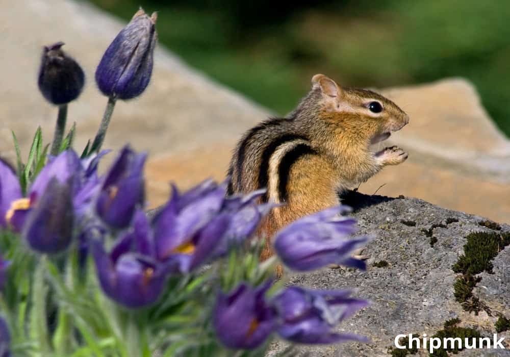 chipmunk eating flower bulb 29082021