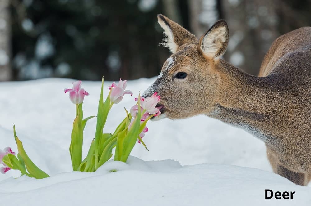 deer eating flower bulb 29082021