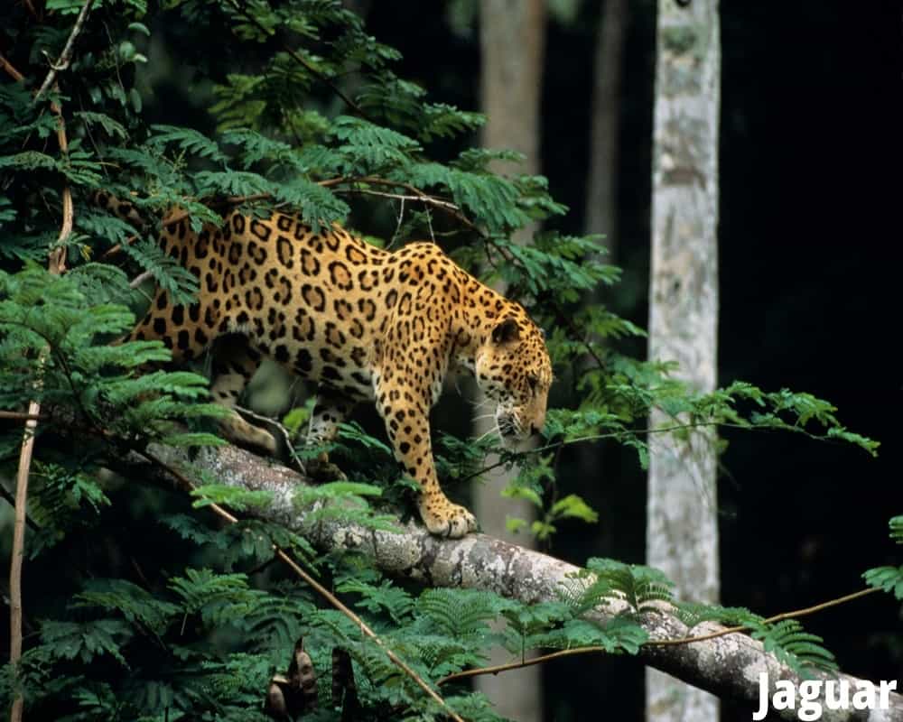 do jaguars eat grasshoppers