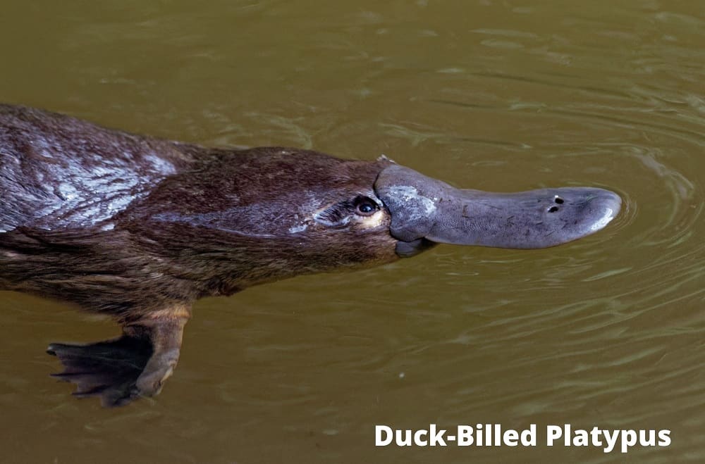duck billed platypus 22082021