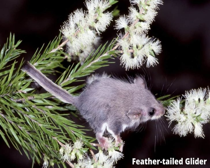 11 Interesting Animals That Can Glide! with Pictures! Animal Quarters