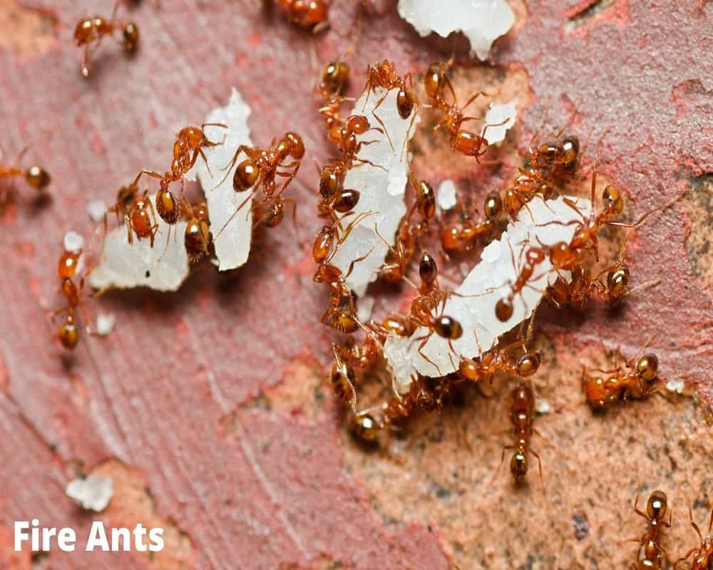 fire ants 11 08 2021