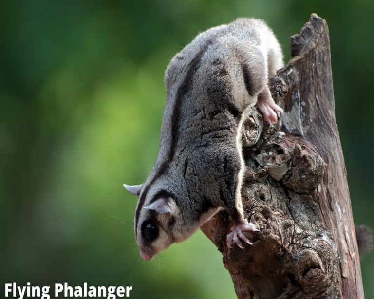 11 Interesting Animals That Can Glide! with Pictures! Animal Quarters
