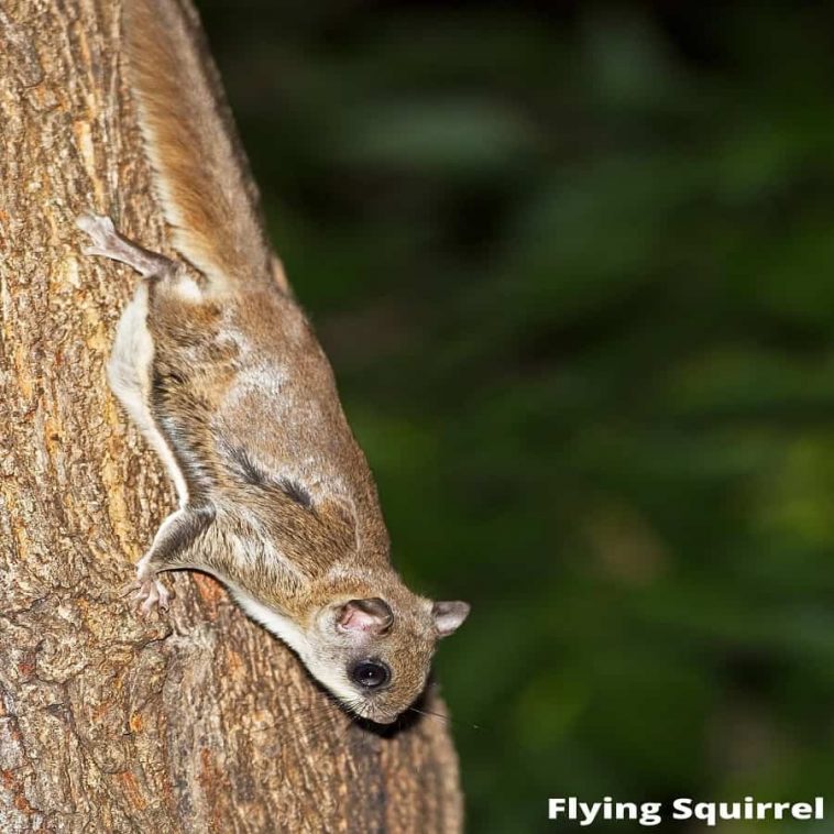 11 Interesting Animals That Can Glide! with Pictures! Animal Quarters