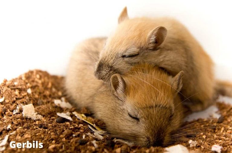 Animals That Don't Bite! (7 Awesome Examples with Pictures) Animal