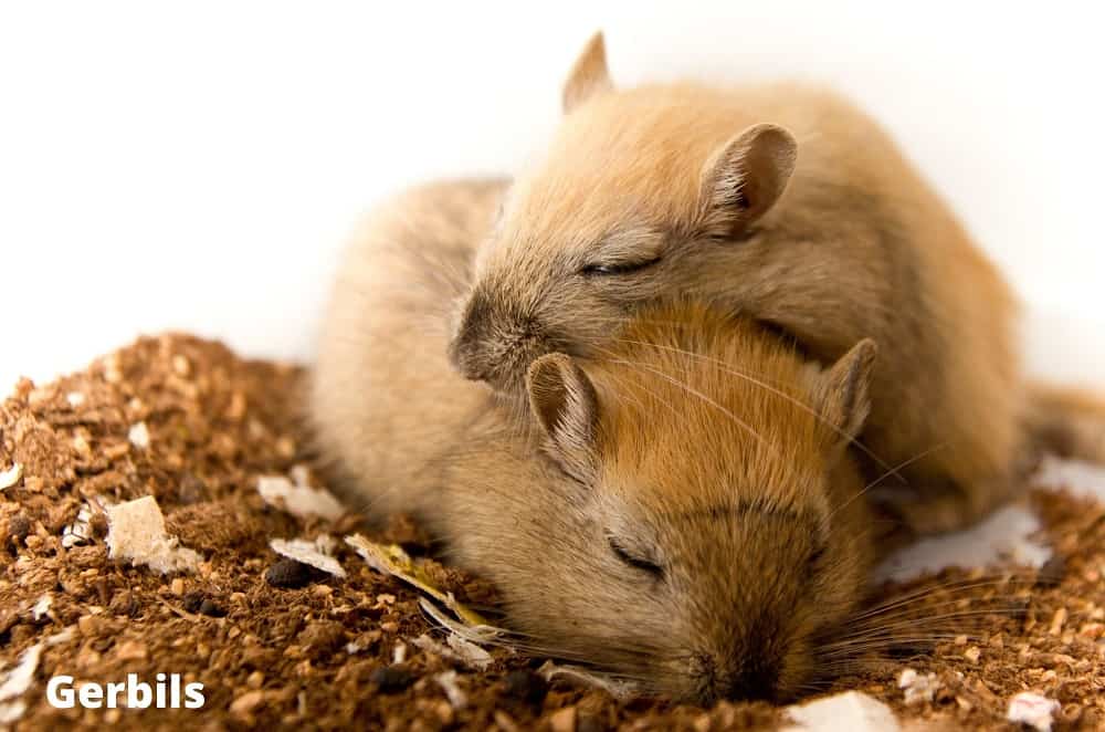gerbils 21082021