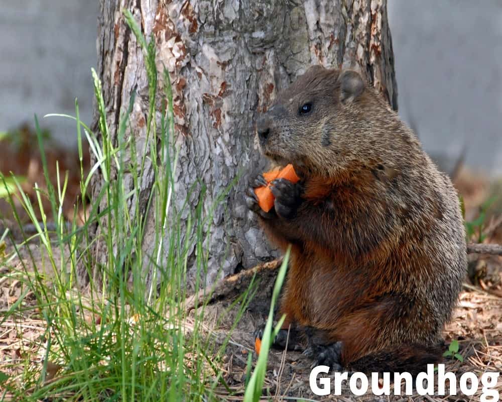 groundhog eating carrot 01 08 2021