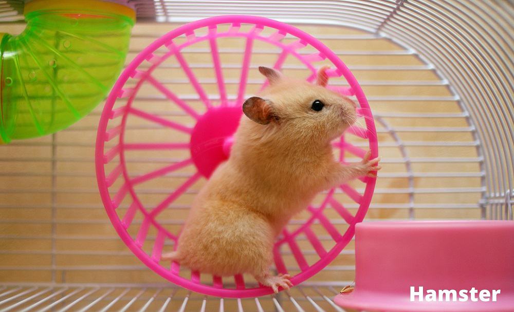 hamster 21082021