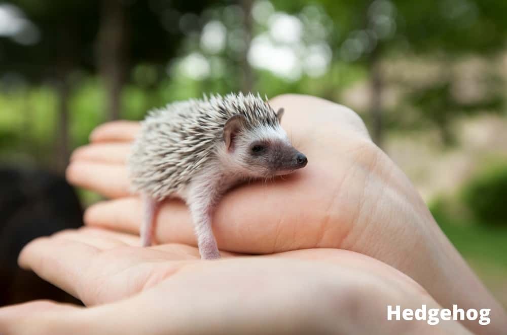 hedgehog 21082021