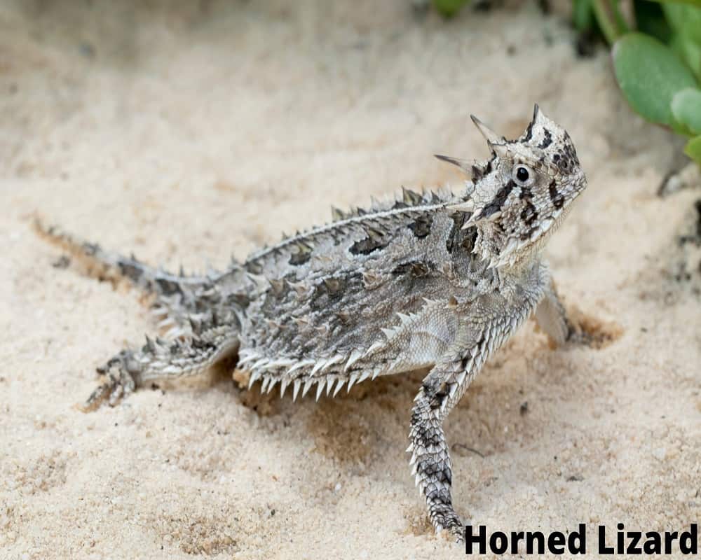 horned lizard 11 08 2021