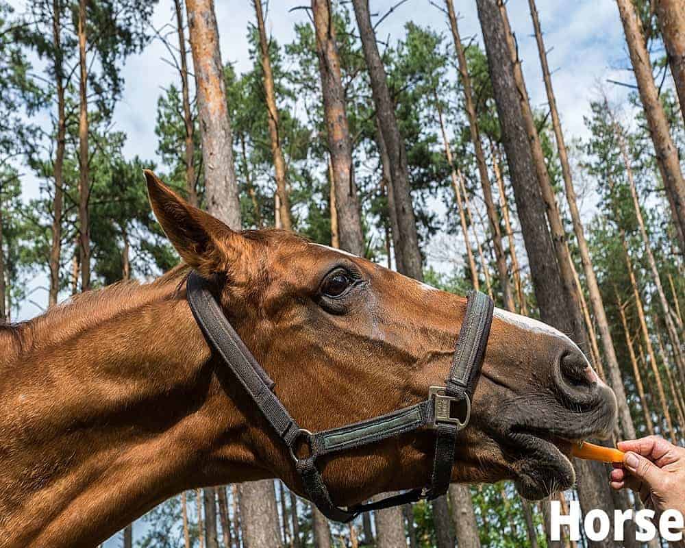 horse eating carrot 01 08 2021_1
